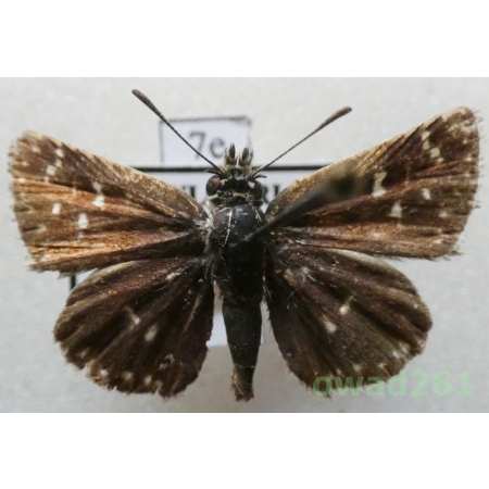 Spialia orbifer (Hübner, 1823) Bulgaria7e